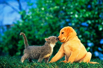 Shy kiss, dog, kitten, puppy, love, kiss, cat, friend HD wallpaper