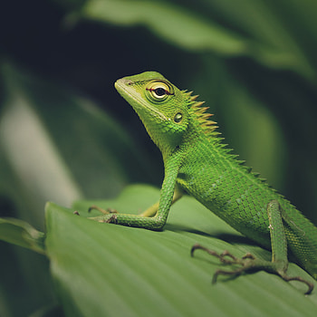 Animals, Macro, Lizard, Reptile, Green Lizard HD phone wallpaper