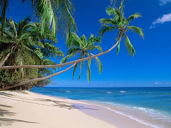 Landscape, Sea, Beach, Palms HD wallpaper