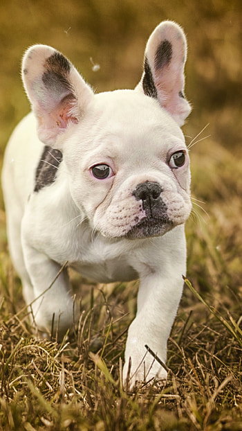 Animal, french bulldog HD phone wallpaper