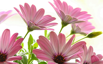 Plants, Flowers HD wallpaper