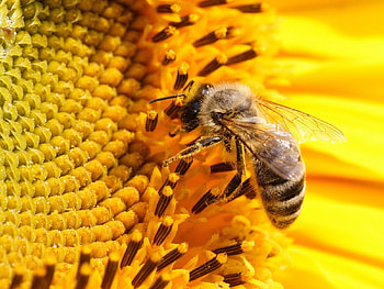 Insects, Bees HD wallpaper