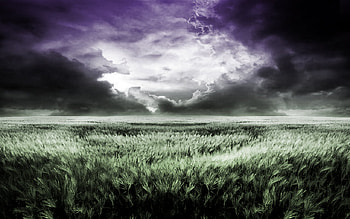 Purple Dream, sky, beautiful, green, sunset HD wallpaper