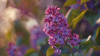 Serene Lilac Blossoms, lilac, flower HD wallpaper