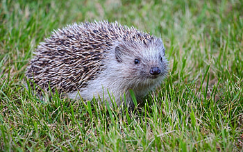 Hedgehog, animal, grass, small HD wallpaper