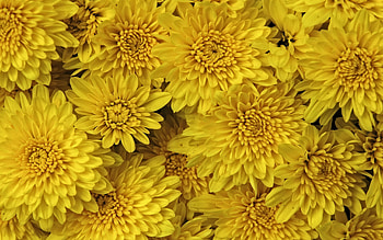 Chrysanthemum, Yellow flowers, High-definition, Botanical wonder HD wallpaper