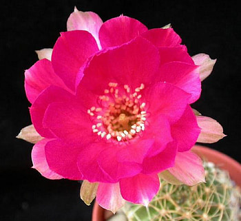 Blaze, flower, hybrided, nature, dessert plant, cactus, fushia, beauty HD wallpaper