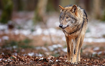 timber wolf, white, timber, saying, black, wolves, , wolf, canislupus, howling, wolf art, wisdom HD wallpaper