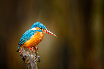 for mobile, Birds , Stunning bird, Mobile s HD wallpaper