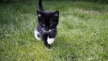 Little Explorer, animal, kitten, feline, cat HD wallpaper