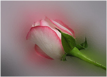 FOR MY FRIEND CAROL, rose, pink, carol, pretty HD wallpaper