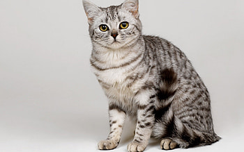 Sweet tabby cat, animal, kitten, cat, feline, pet HD wallpaper