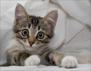 Kitten, cats, animals HD wallpaper