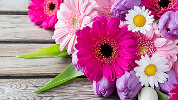 Difference of Daisies, colorful, bouquet, shasta, spring, daisies, summer, gerber, wood, deck, flowers HD wallpaper