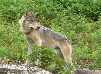 Wolf, wolves, animals HD wallpaper