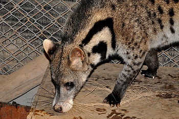 Large spotted civet, Viverra megaspila HD wallpaper
