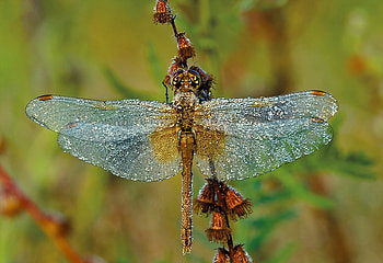 macro-dragonfly-dew, animal, dragonfly, macro, flower HD wallpaper