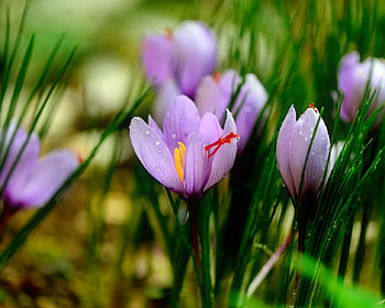 Spring Crocuses, nature, flowers, crocus, spring HD wallpaper