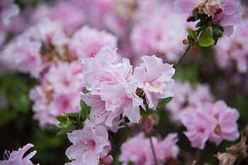 Flowers, Drops, Bloom, Flowering, Branch, Spring HD wallpaper