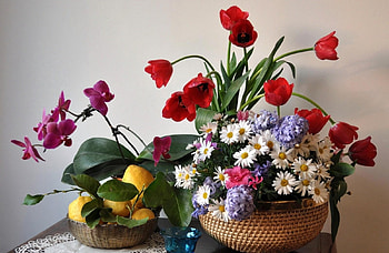 Flowers, Leaves, Tulips, Lemons, Camomile, Still Life, Orchid, Hyacinths HD wallpaper