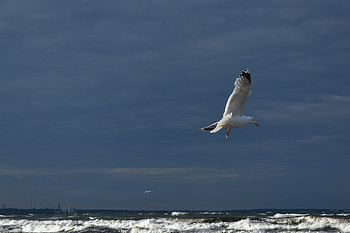 Animals, Waves, Bird, Flight, Gull, Seagull, Wings HD wallpaper