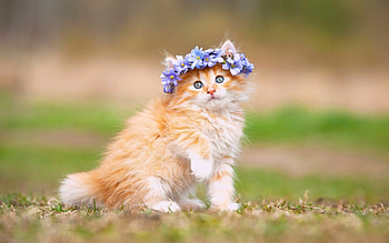 Cat, Beautiful kittens, -perfect beauty, Delicate innocence HD wallpaper