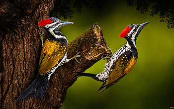 Woodpeckers, birds, animals, tree HD wallpaper