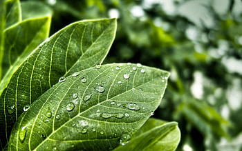 Grass, Leaves, Drops, Plant, Macro, Form HD wallpaper