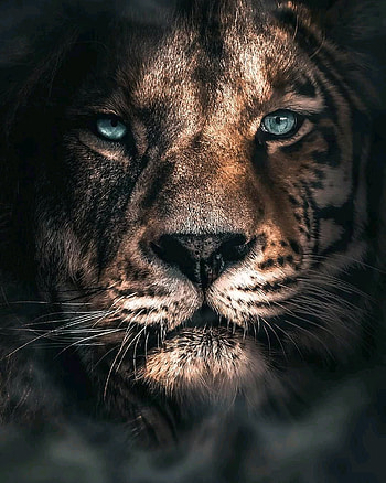 Tigger, head, nose, pets, tigre HD phone wallpaper