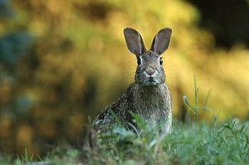 Cute animal , Adorable creatures, Beautiful graphy, Nature's charm HD wallpaper