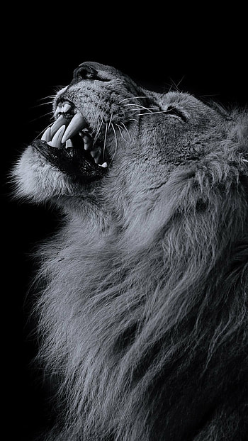 Top quality lion , resolution, Majestic creatures, Powerful presence HD phone wallpaper