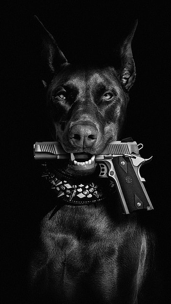 Dog, whiskers, movie HD phone wallpaper