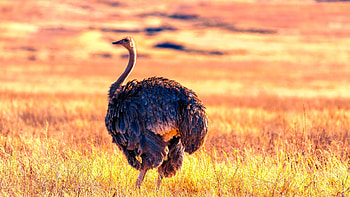 Ostrich KDE store, Digital , Customizable design, enhancement HD wallpaper