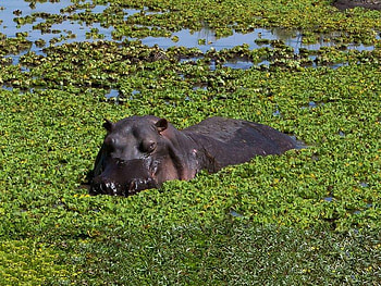 Hippo Surfacing, marsh, plants, water, hippo HD wallpaper