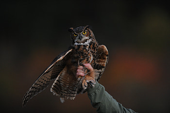 Animals, Owl, Bird, Predator HD wallpaper
