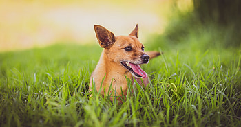 Animals, Grass, Dog, Protruding Tongue, Tongue Stuck Out HD wallpaper