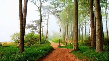 Foggy morning in the woods, shadows, trees, grass, path HD wallpaper