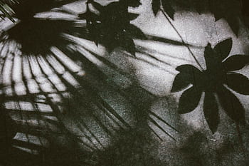 Artistic grayscale showcasing the shadows of tropical plant foliage with a vintage feel. HD wallpaper
