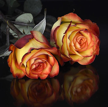 Roses, Flowers, Colorful, Two HD wallpaper