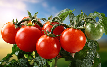 Tomato, , Background, Zoey Anderson HD wallpaper