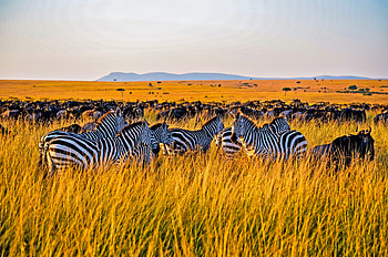 Kenyan , Stunning graphy, High-resolution, Nature's beauty HD wallpaper