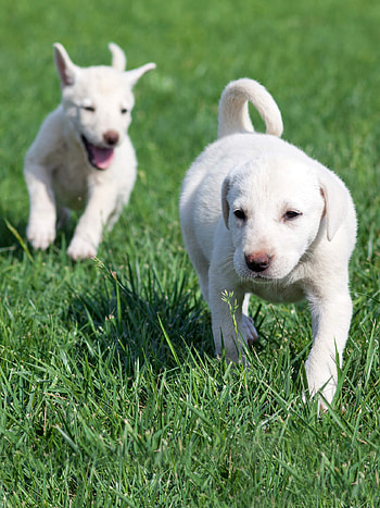 Akbash Dog, Akbash training course, Akbash, Training course HD phone wallpaper