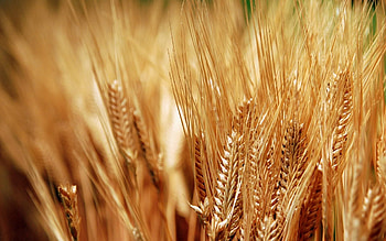 Grass, Macro, Ears, Dry, Spikes HD wallpaper
