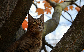 *** Cat in a tree ***, zwierzeta, drzewo, koty, kot HD wallpaper