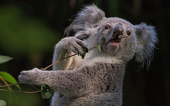 Animals, Branch, Animal, Koala HD wallpaper