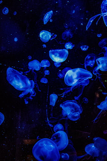 Mesmerizing of blue jellyfish gracefully floating in dark ocean waters, glowing with luminescence. HD phone wallpaper