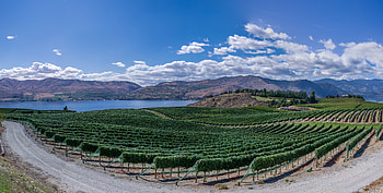 Nature, Lake, Field, Vineyard HD wallpaper