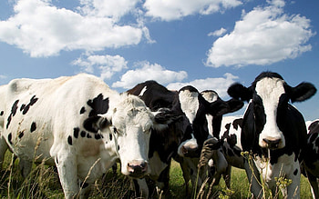 Adorable cow , Gentle farm animals, Majestic animal presence, Countryside beauty HD wallpaper