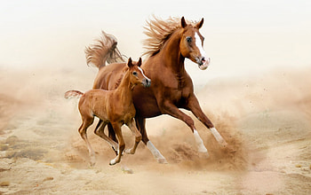horse, stallion, field, mom, baby HD wallpaper