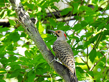 Beautiful Northern Flicker, Bird, graphy, Woodpecker, Tree, Spring, Animal, Northern Flicker HD wallpaper